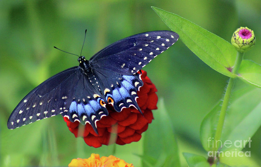 Black Swallowtail Butterfly in Garden #1 Photograph by Karen Adams