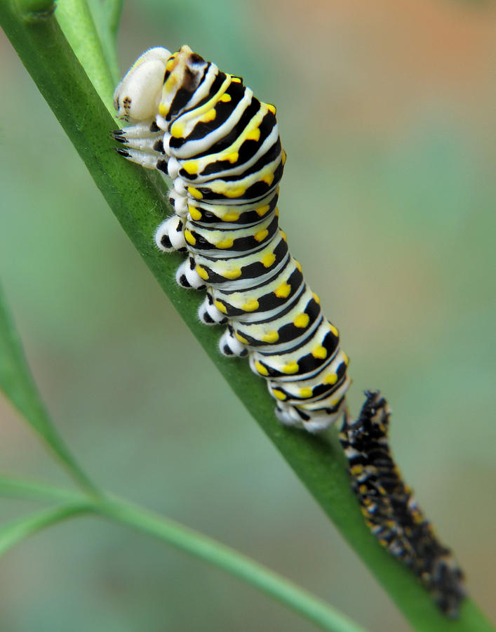 Black Swallowtail Caterpillar #2 Photograph by David and Carol Kelly