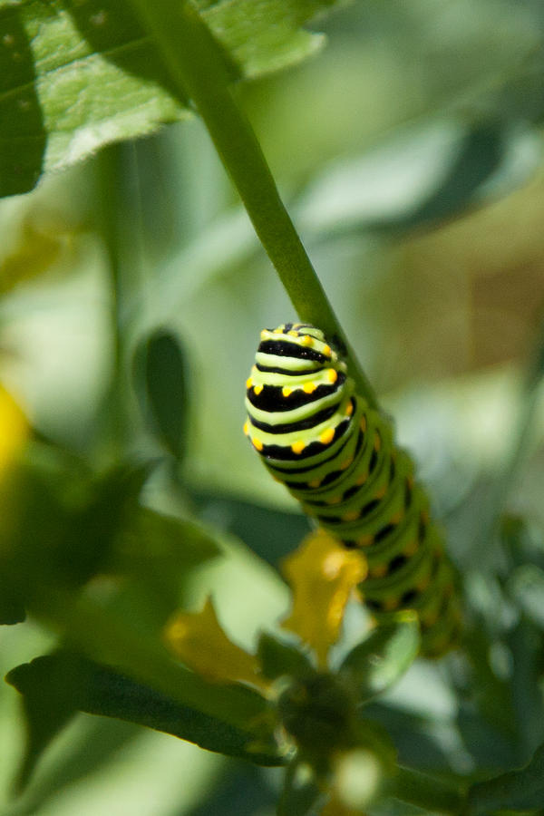 Black Swallowtail caterpillar #1 Photograph by Jeff Folger
