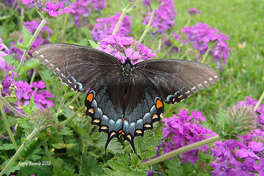 Black Swallowtail #1 Photograph by Kerry Beverly