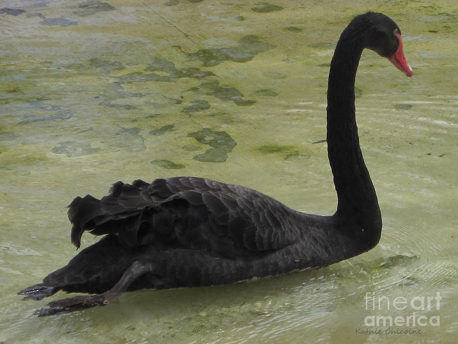Black Swan #1 Photograph by Kathie Chicoine