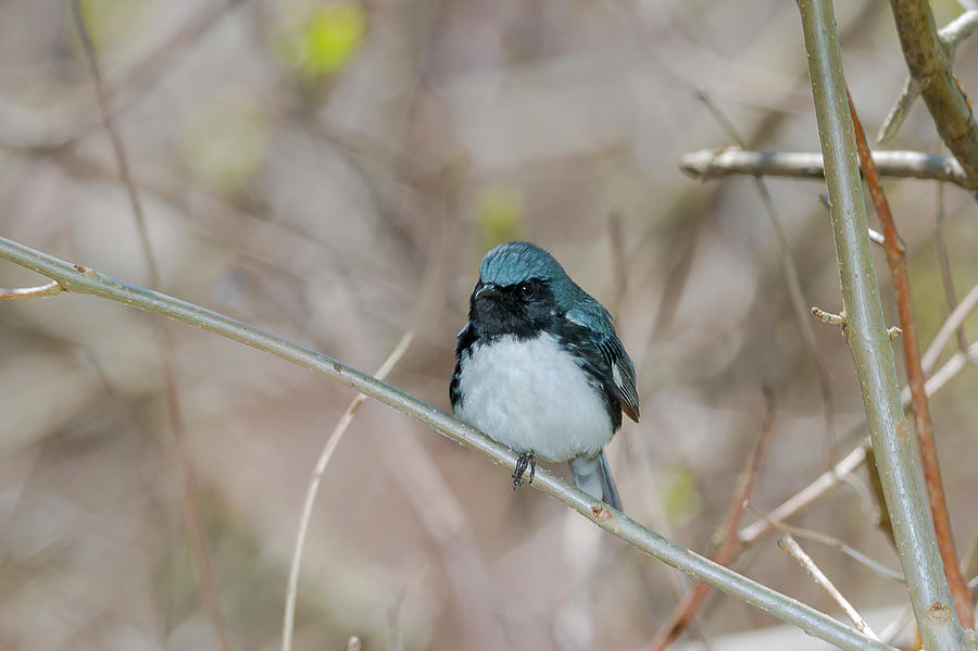 Black throated Blue - Magee Marsh, Ohio #1 Photograph by Jack R Perry