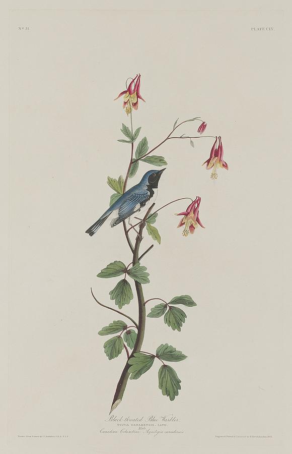 John James Audubon Drawing - Black-Throated Blue Warbler #1 by Dreyer Wildlife Print Collections 