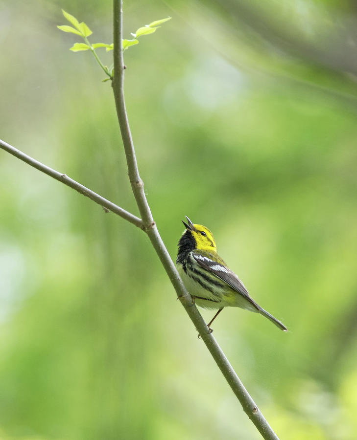 Black-Throated Green Warbler #1 Photograph by Jim Zablotny