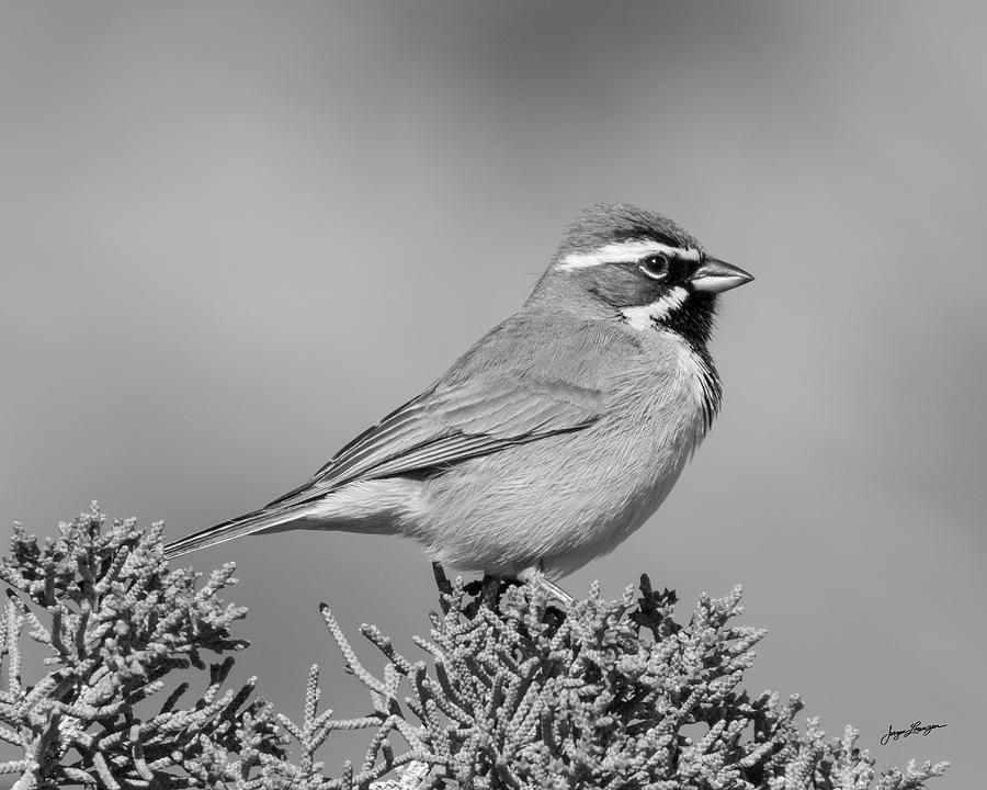 Black-throated Sparrow in BW Photograph by Jurgen Lorenzen