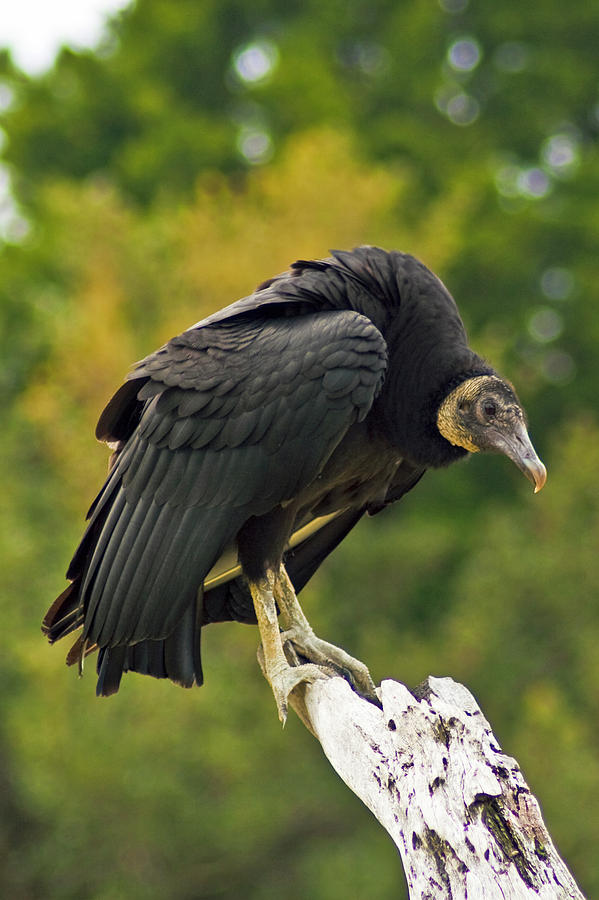 Black Vulture #1 Photograph by Bill Barber
