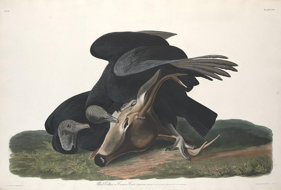 John James Audubon Drawing - Black Vulture #1 by Dreyer Wildlife Print Collections 