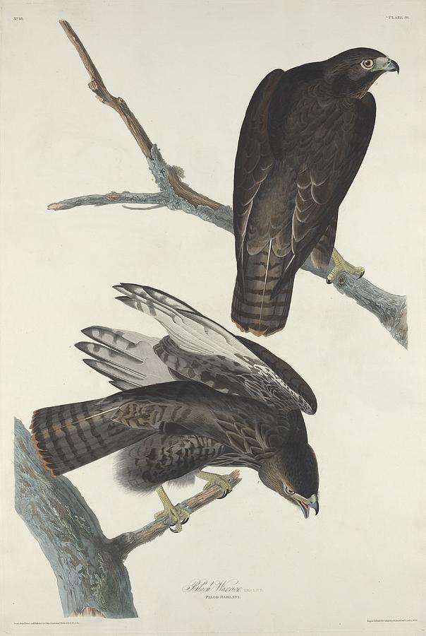 John James Audubon Drawing - Black Warrior #1 by Dreyer Wildlife Print Collections 