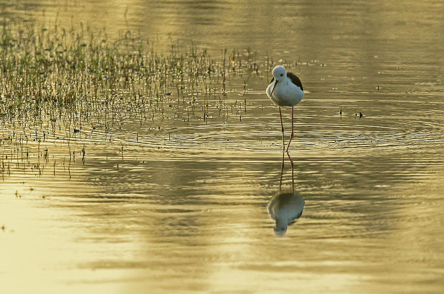 Nature Photograph - Black-winged Stilt #1 by Jean-Luc Baron