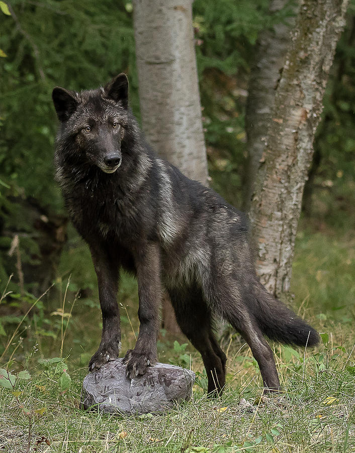 Black Wolf #1 Photograph by Mary Jo Cox