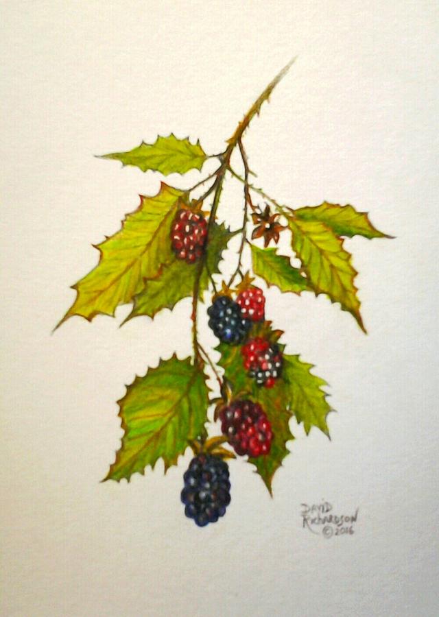 blackberry plant drawing