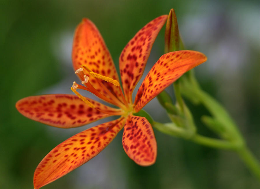 Blackberry Lily Flower #1 Photograph by Nathan Abbott