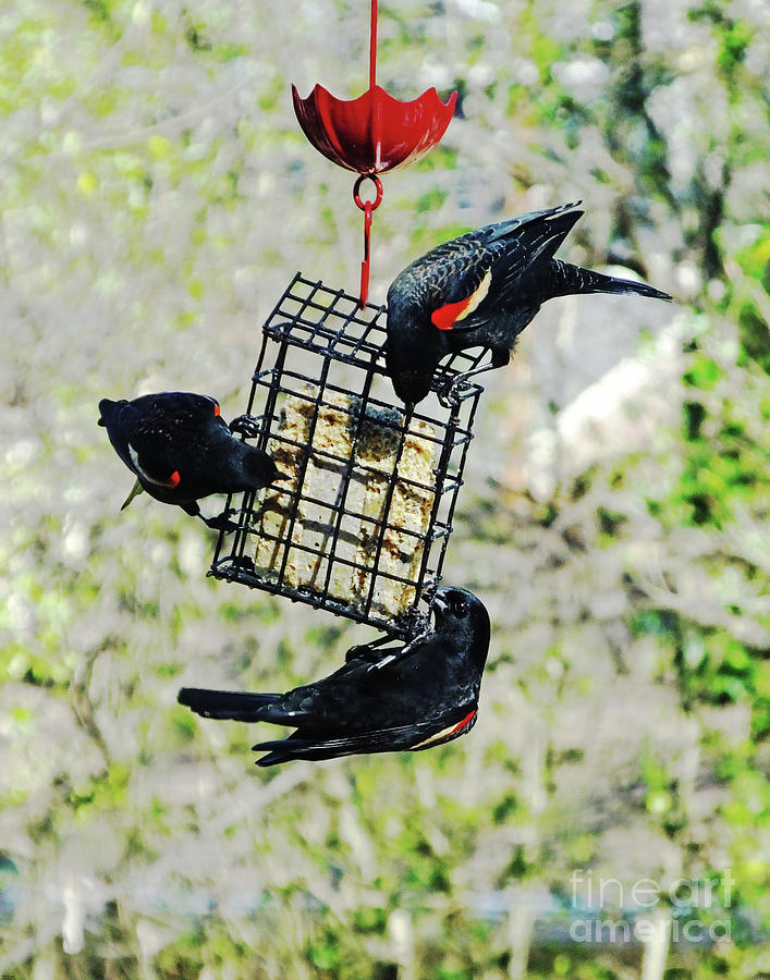 Blackbird Brunch #1 Photograph by Lizi Beard-Ward