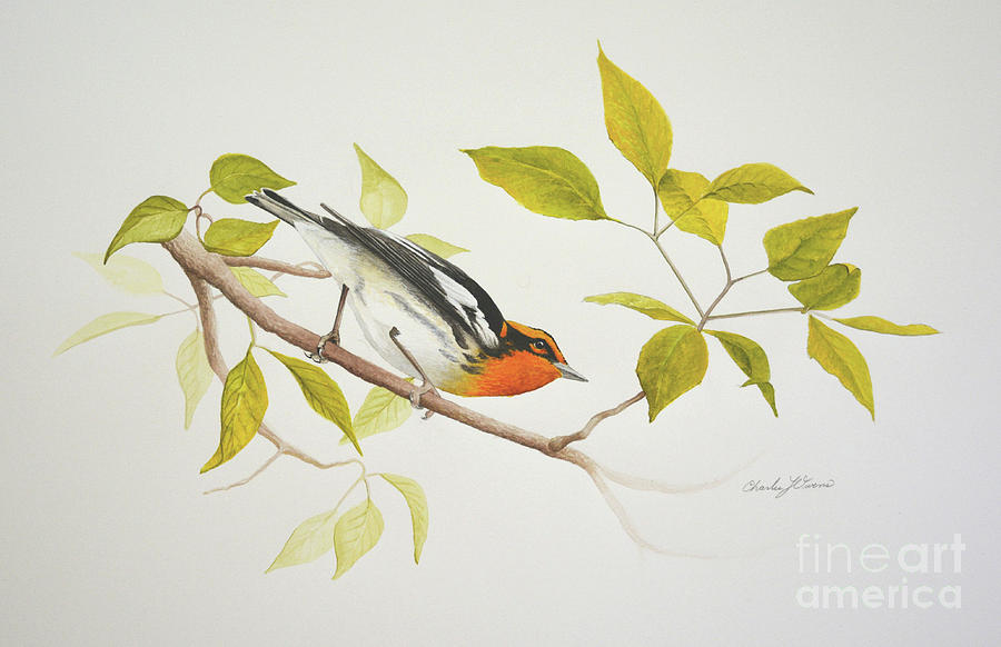 Blackburnian Warbler #1 Painting by Charles Owens