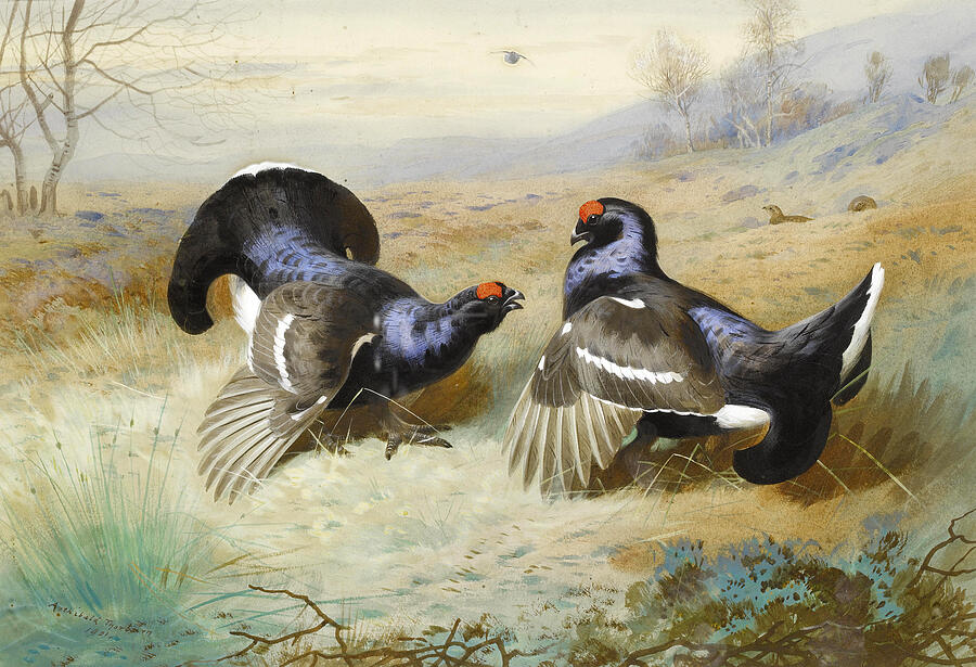 Blackcocks at the Lek #3 Painting by Archibald Thorburn
