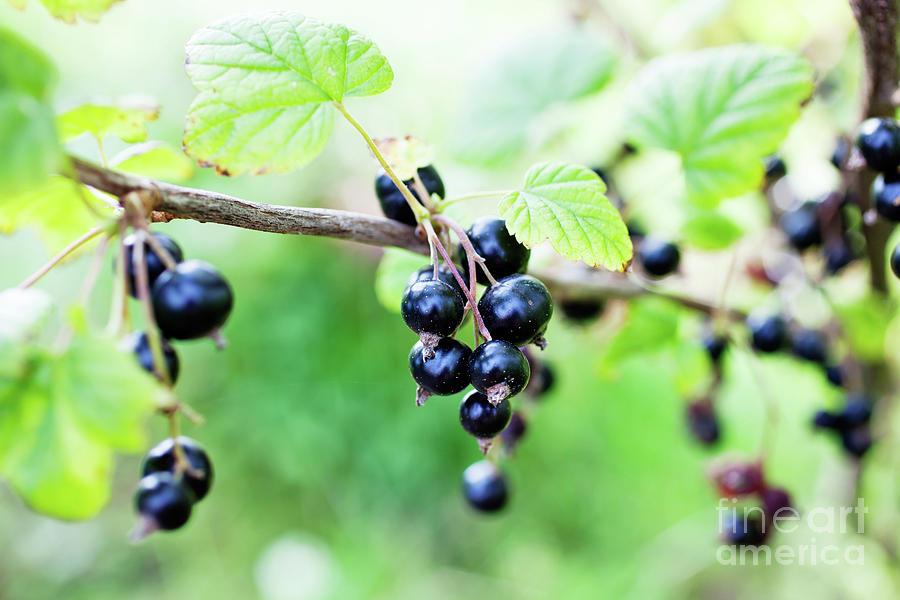 Summer Photograph - Blackcurrant #1 by Kati Finell