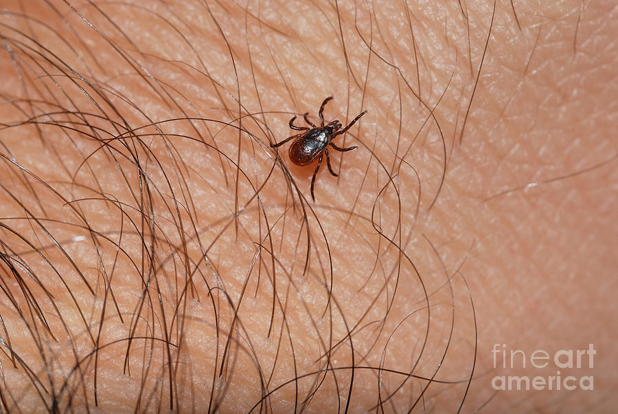 Blacklegged Tick #1 Photograph by John Kaprielian