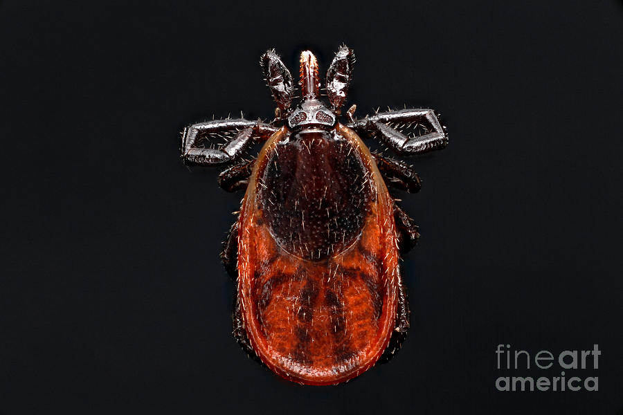 Blacklegged Tick #1 Photograph by Macroscopic Solutions