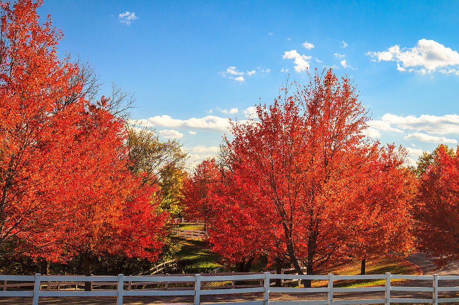 Blazing Red Fall Color in Galena Photograph by Joni Eskridge