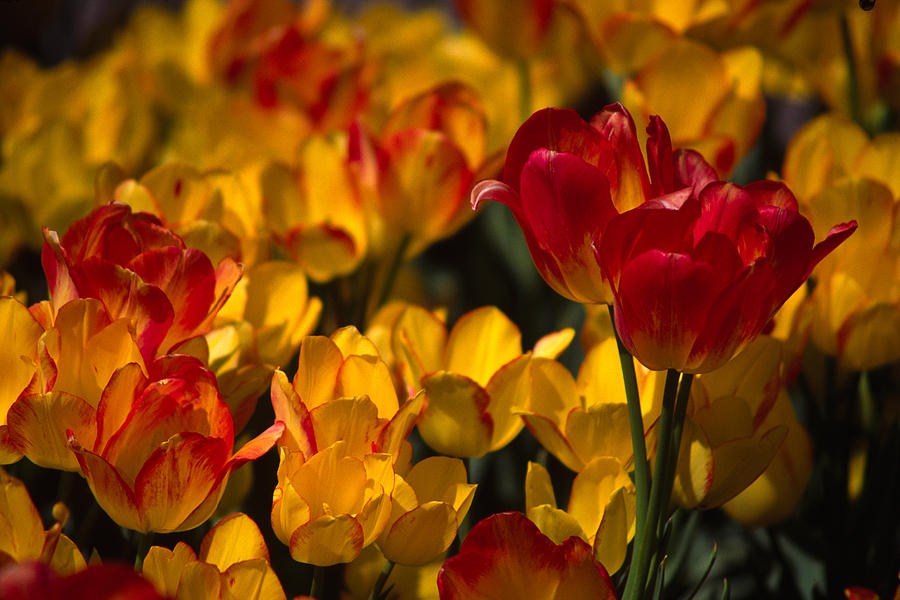 Blazing Tulips #1 Photograph by Michele Burgess
