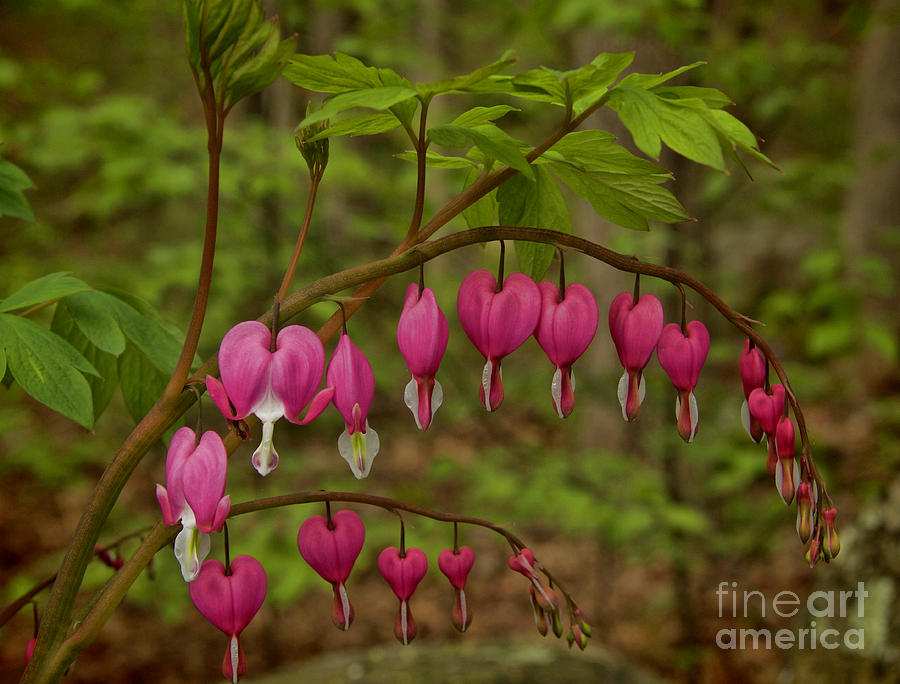 Bleeding Hearts Photograph - Bleeding Hearts by Diana Nault Bleeding Hearts Photograph - Bleeding Hearts by Diana Nault
