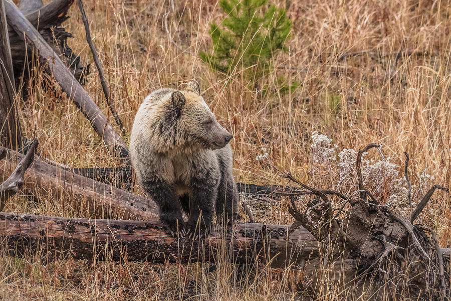 Blonde Grizzlies Have More Fun #1 Photograph by Yeates Photography