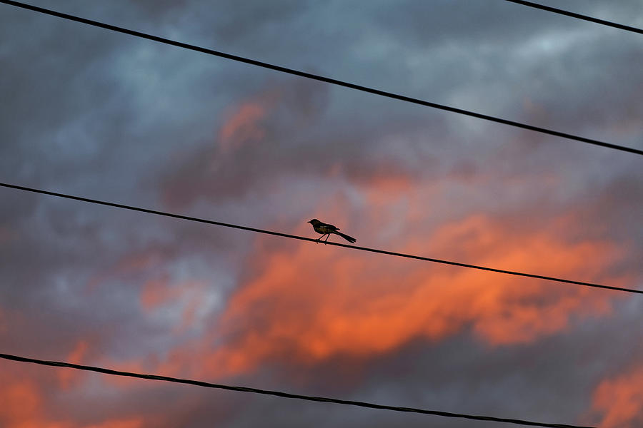 blood Orange Sky with bird Photograph by Steve Gravano