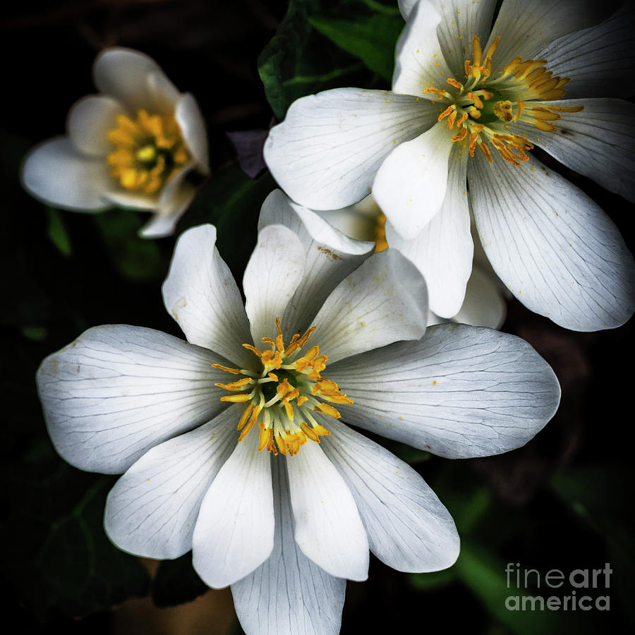 Bloodroot in Bloom #1 Photograph by Thomas R Fletcher