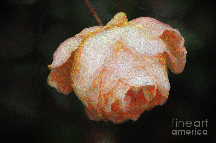 Rose Mixed Media - Bloom by Helen White