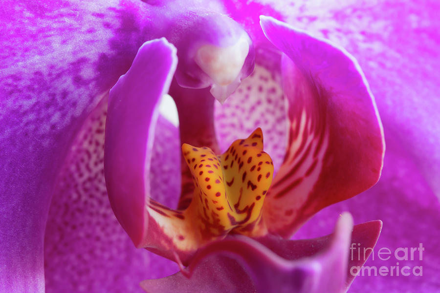 Bloom of orchid #1 Photograph by Michal Boubin