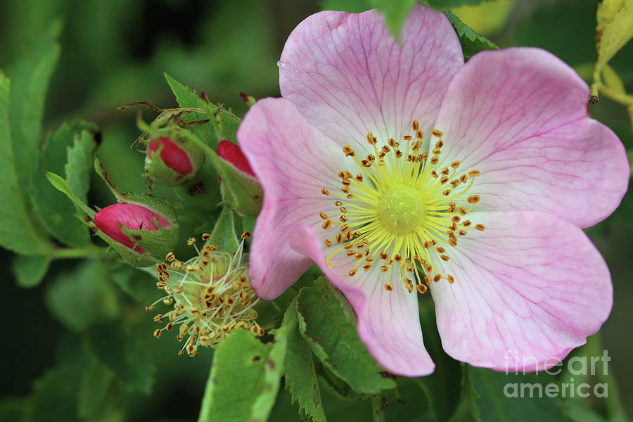 Bloom of wild rose shrub #1 Photograph by Michal Boubin