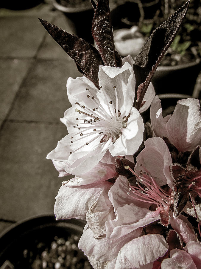 Spring Photograph - Blooming #1 by Cesar Vieira