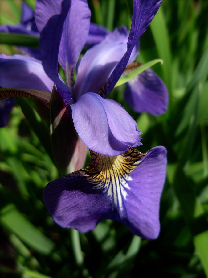 Blooming Iris #1 Photograph by Amanda Vouglas