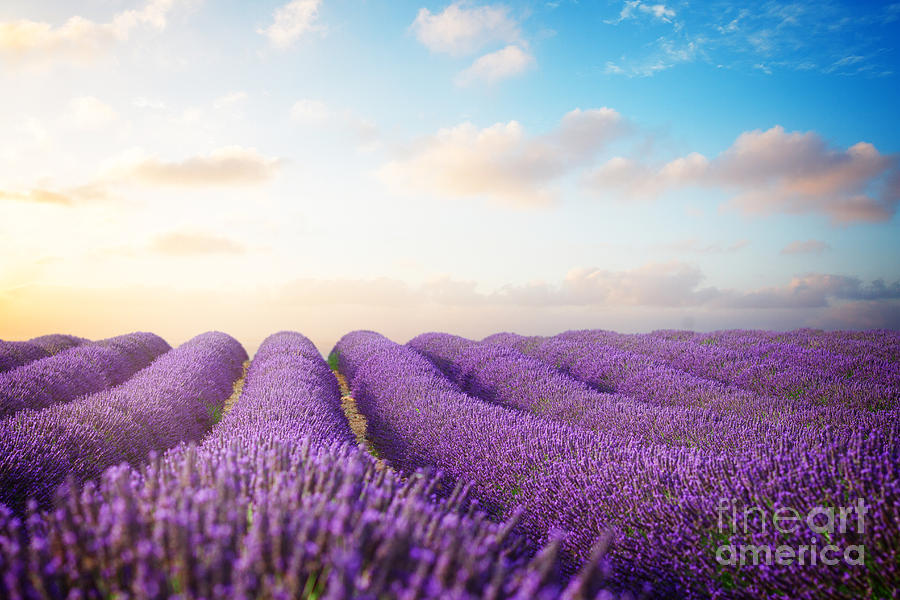 Blooming Lavender Field #1 Photograph by Anastasy Yarmolovich