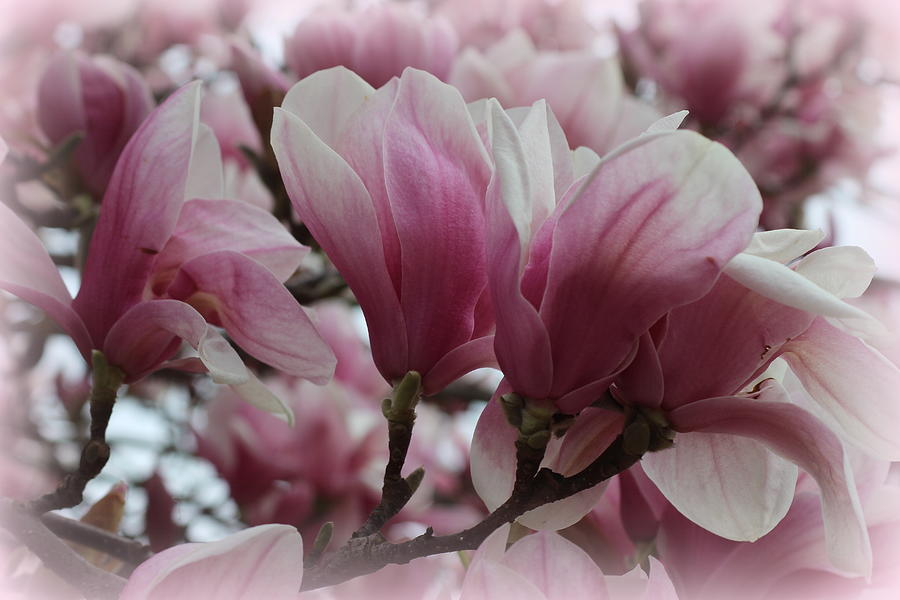 Blooming Pink Magnolias Photograph by Dora Sofia Caputo