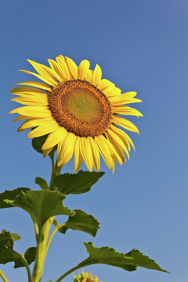 Nature Photograph - Blooming sunflower in the blue sky background #1 by Tosporn Preede