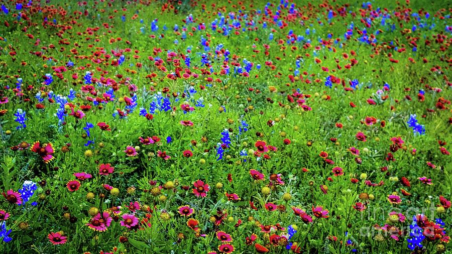 Flower Photograph - Blooming Wildflowers  #1 by D Davila