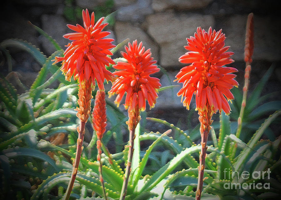 Blooms of Aloe Vera 3 #1 Photograph by Lydia Holly