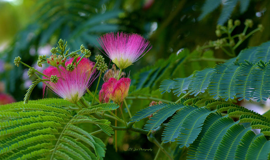 Blooms Of The Mimosa Tree #1 Photograph by Jeanette C Landstrom