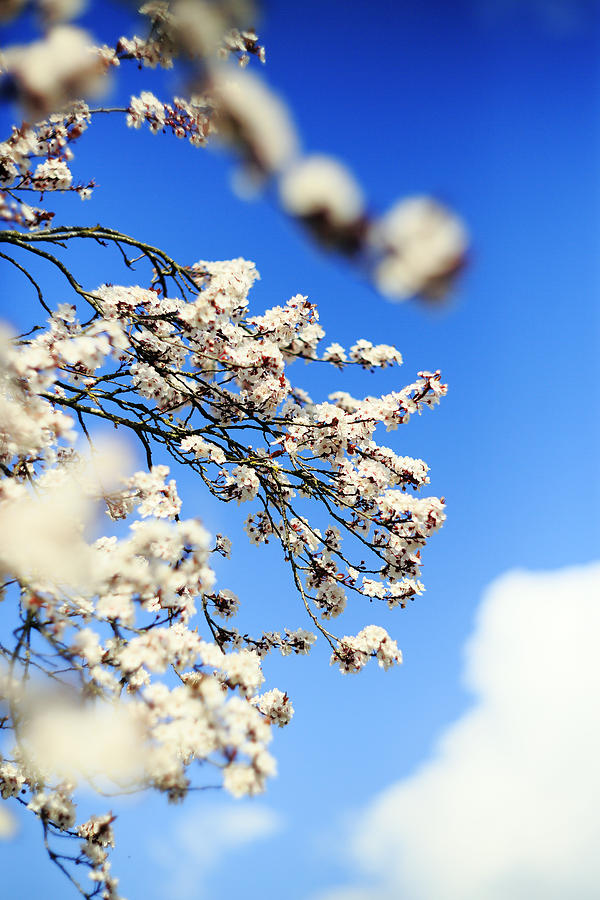 Blossom #1 Photograph by David Harding