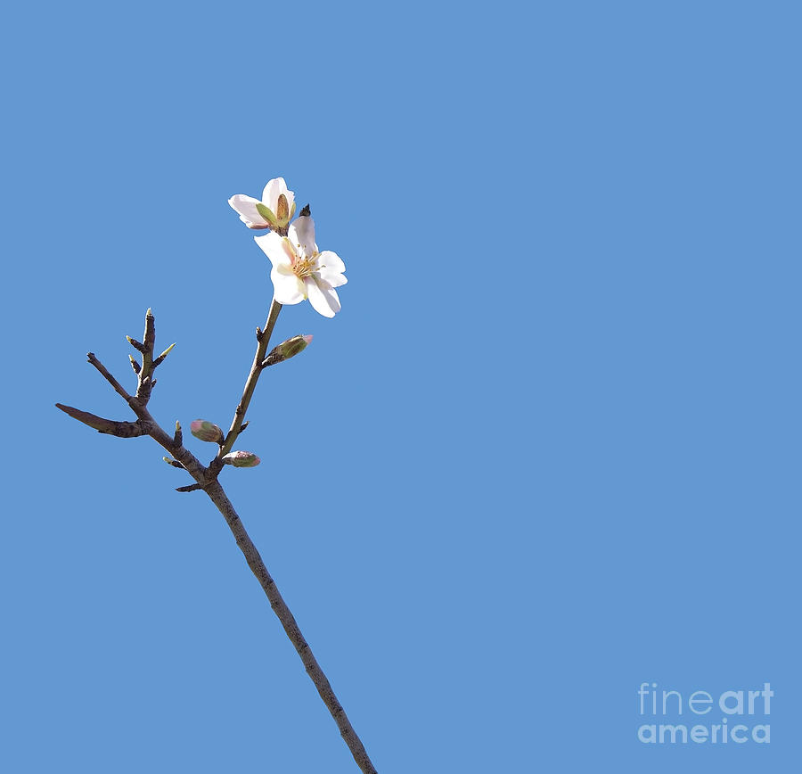 Blossoming Almond Trees Photograph