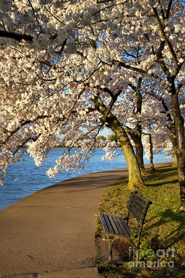 Blossoming Cherry Trees #1 Photograph by Brian Jannsen
