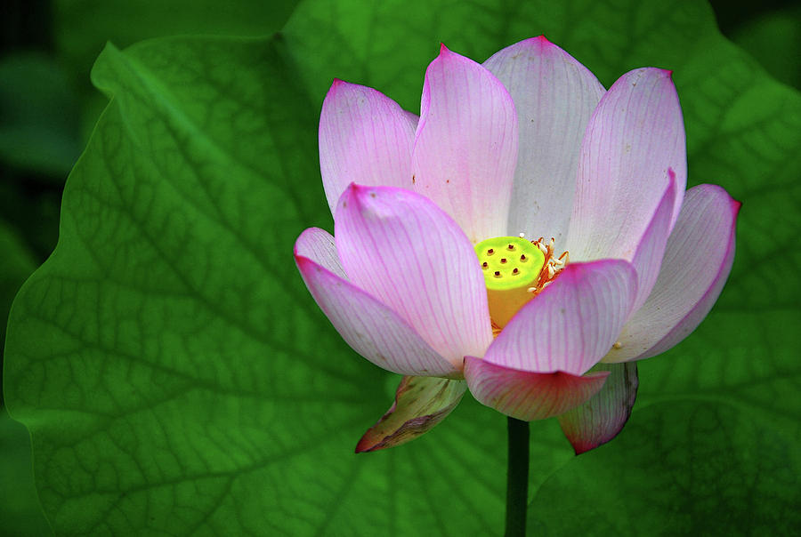 Blossoming lotus flower closeup #1 Photograph by Carl Ning