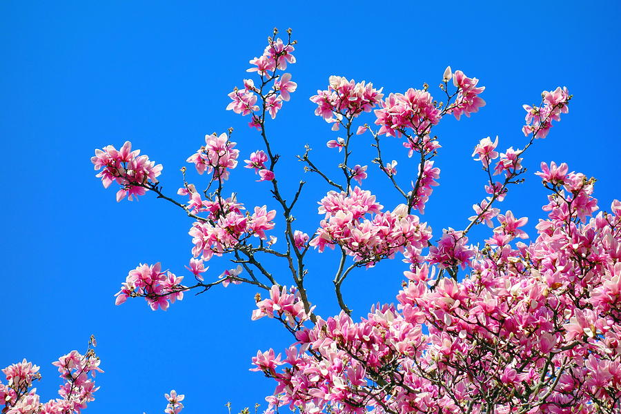 Blossoming Magnolia Tree Photograph by Valentino Visentini Fine Art