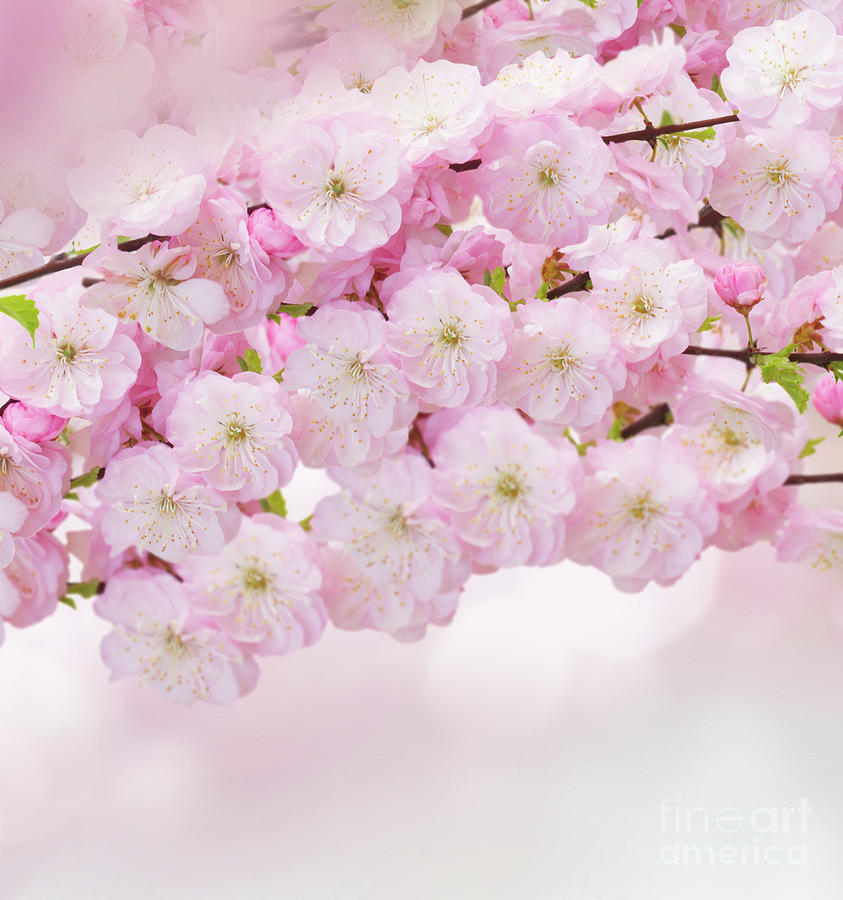 Blossoming Pink  Photograph by Anastasy Yarmolovich
