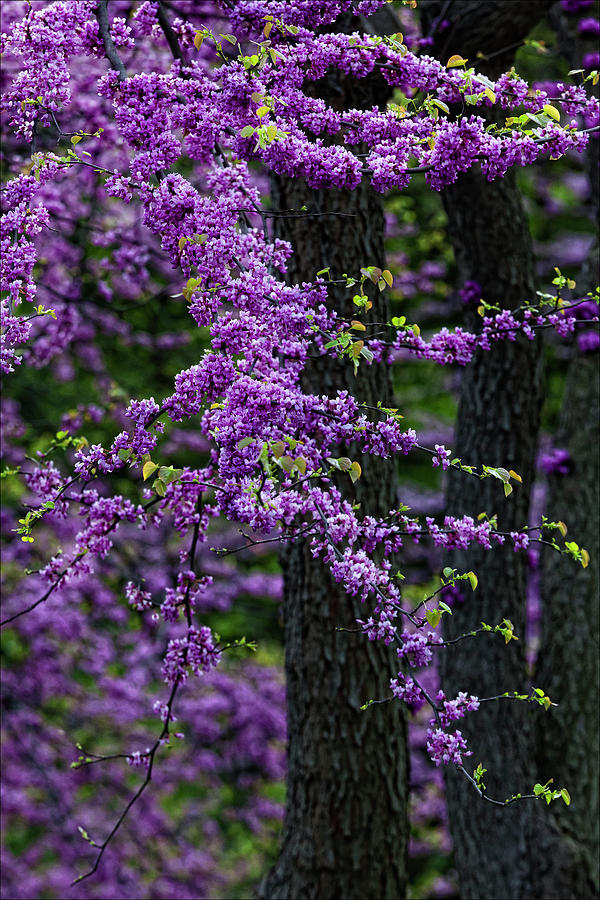 Blossoming Tree #1 Photograph by Robert Ullmann