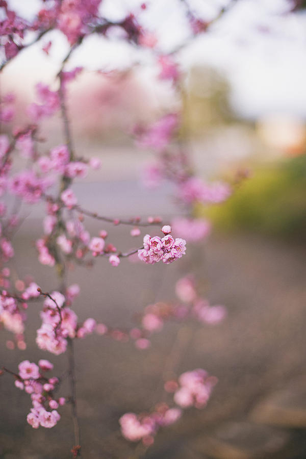 Blossoms and dreams #1 Photograph by Kunal Mehra