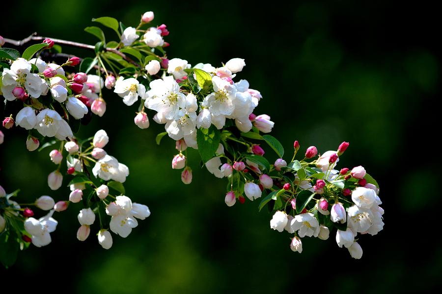Blossoms In Spring Photograph