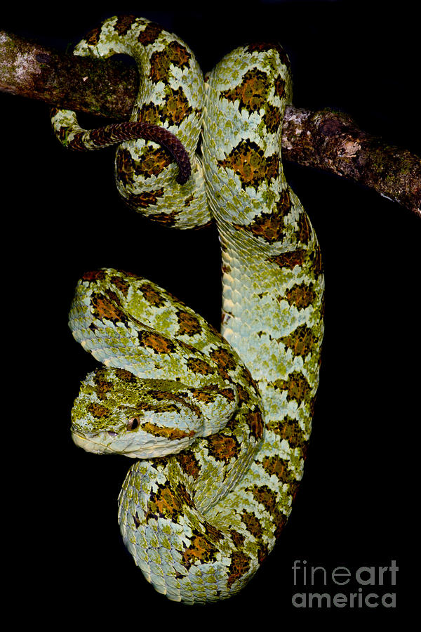 Blotched Palm Pitviper #1 Photograph by Dant Fenolio