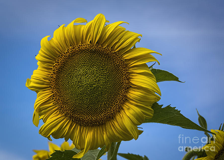 Sunflower Photograph - Blowing In The Wind #1 by Janice Pariza